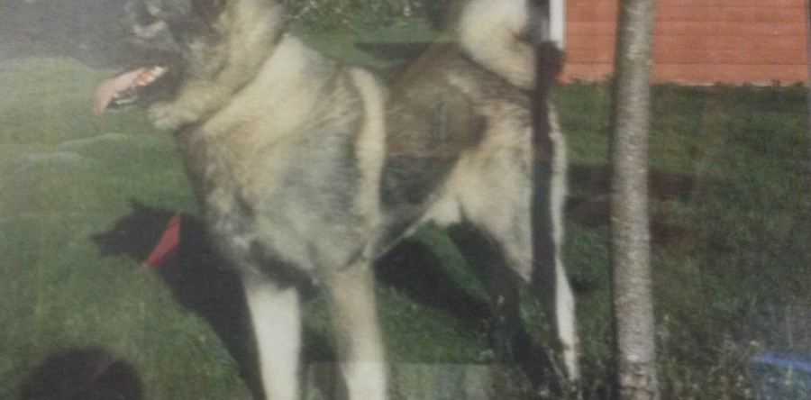 Hnu FIN KVA Tervakallion Julli