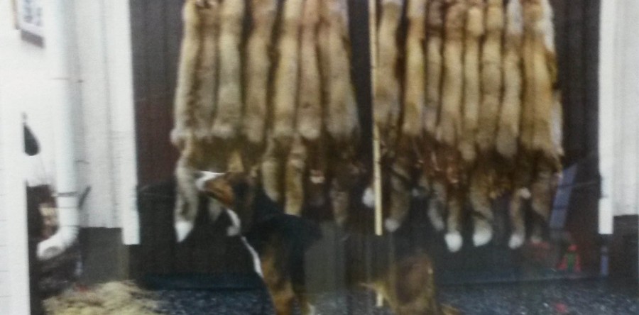 KVA-K Kyrönperän Kerttu