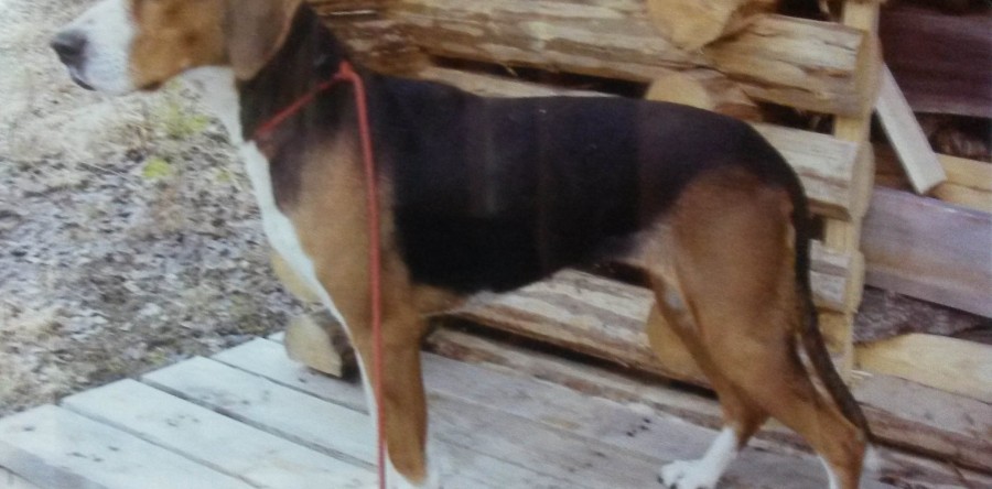 XX Kyrönperän Saana