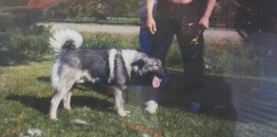 Hnu FIN KVA Tervakallion Zorro