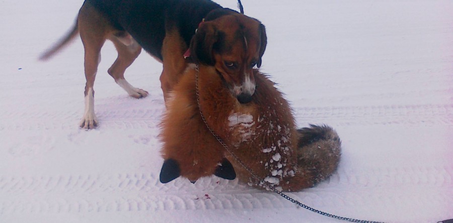 Helvetinkolun Remulus mielipuuhassaan